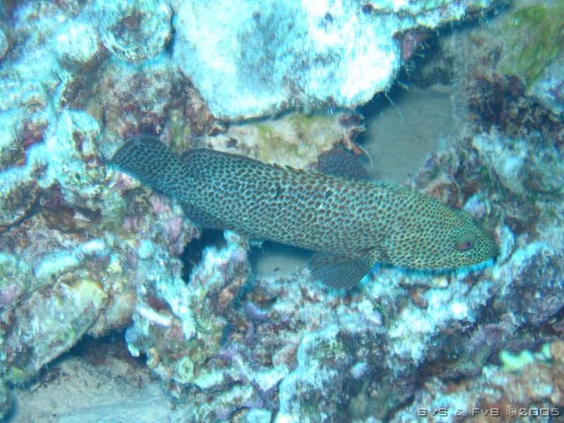 Boat dive 022 