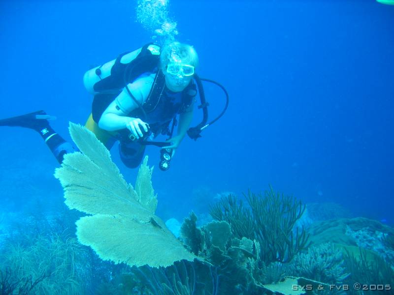 Boat dive 028 
