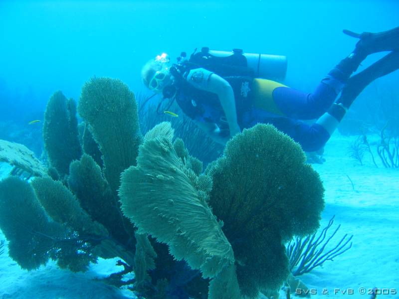 Boat dive 032 