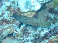 Boat dive 022 