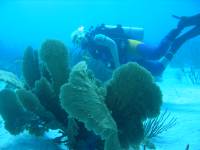 Boat dive 032 