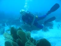 Boat dive 033 