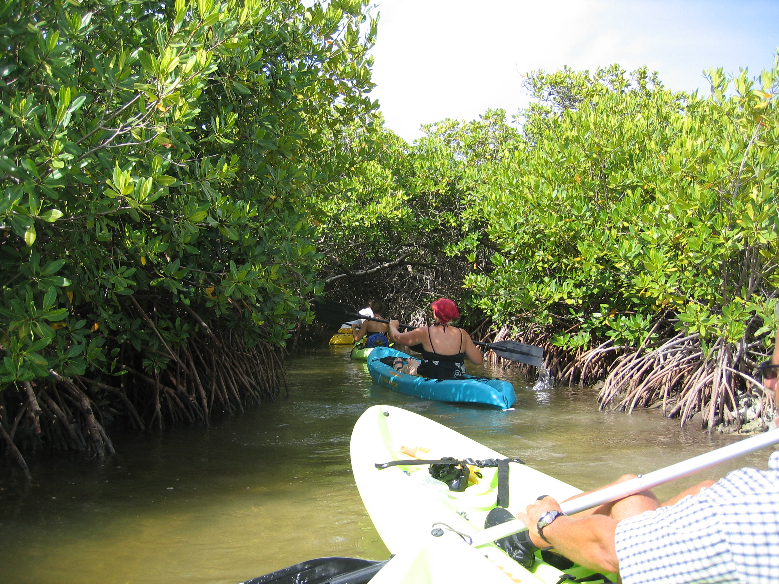 Mangrove tour 045 