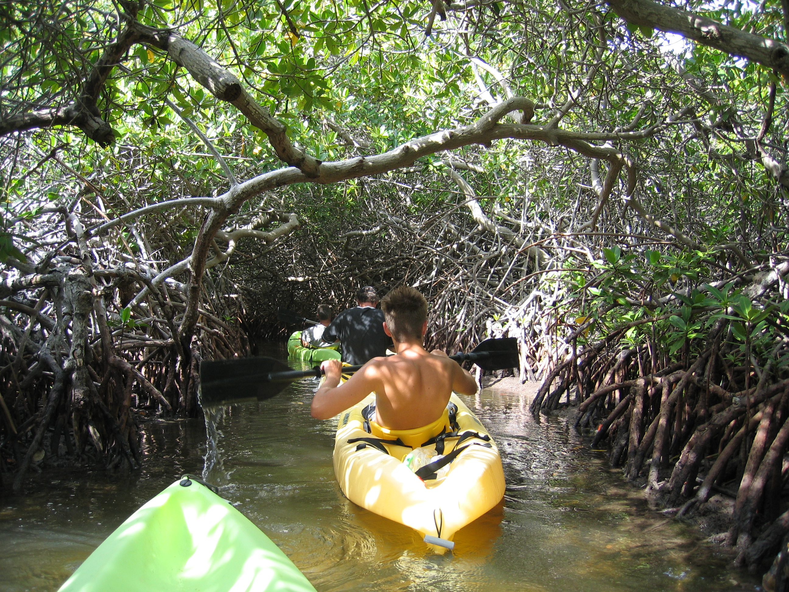 Mangrove tour 048 