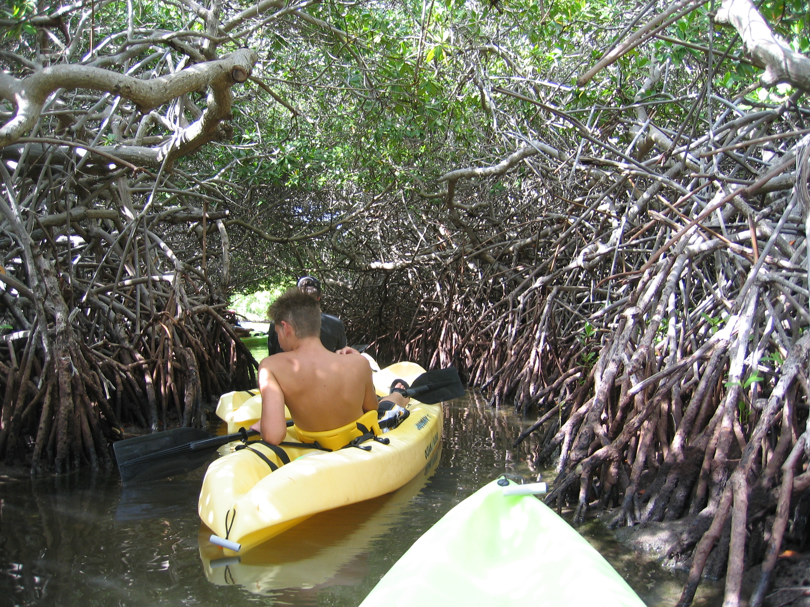 Mangrove tour 049 