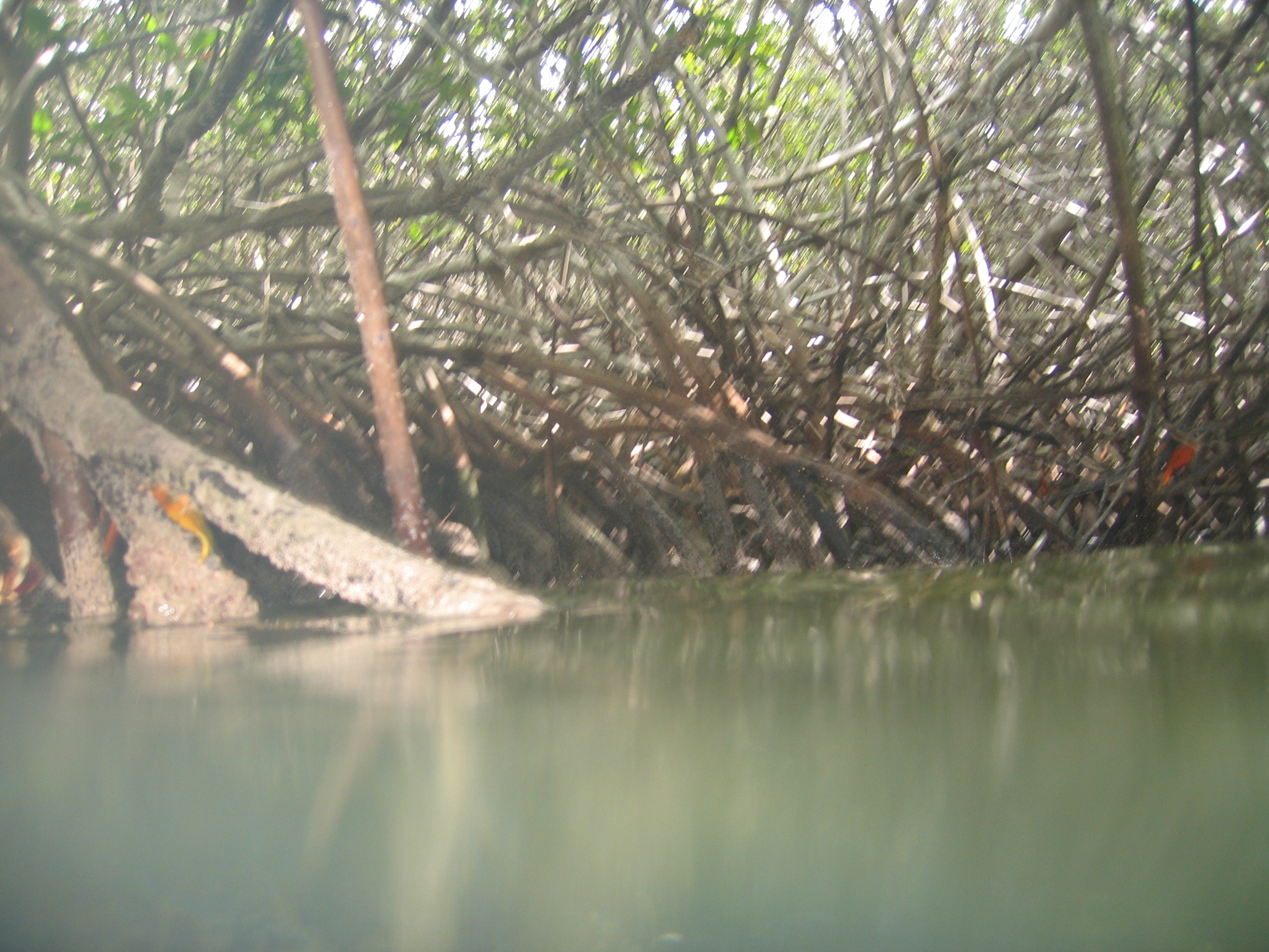 Mangrove tour 068 