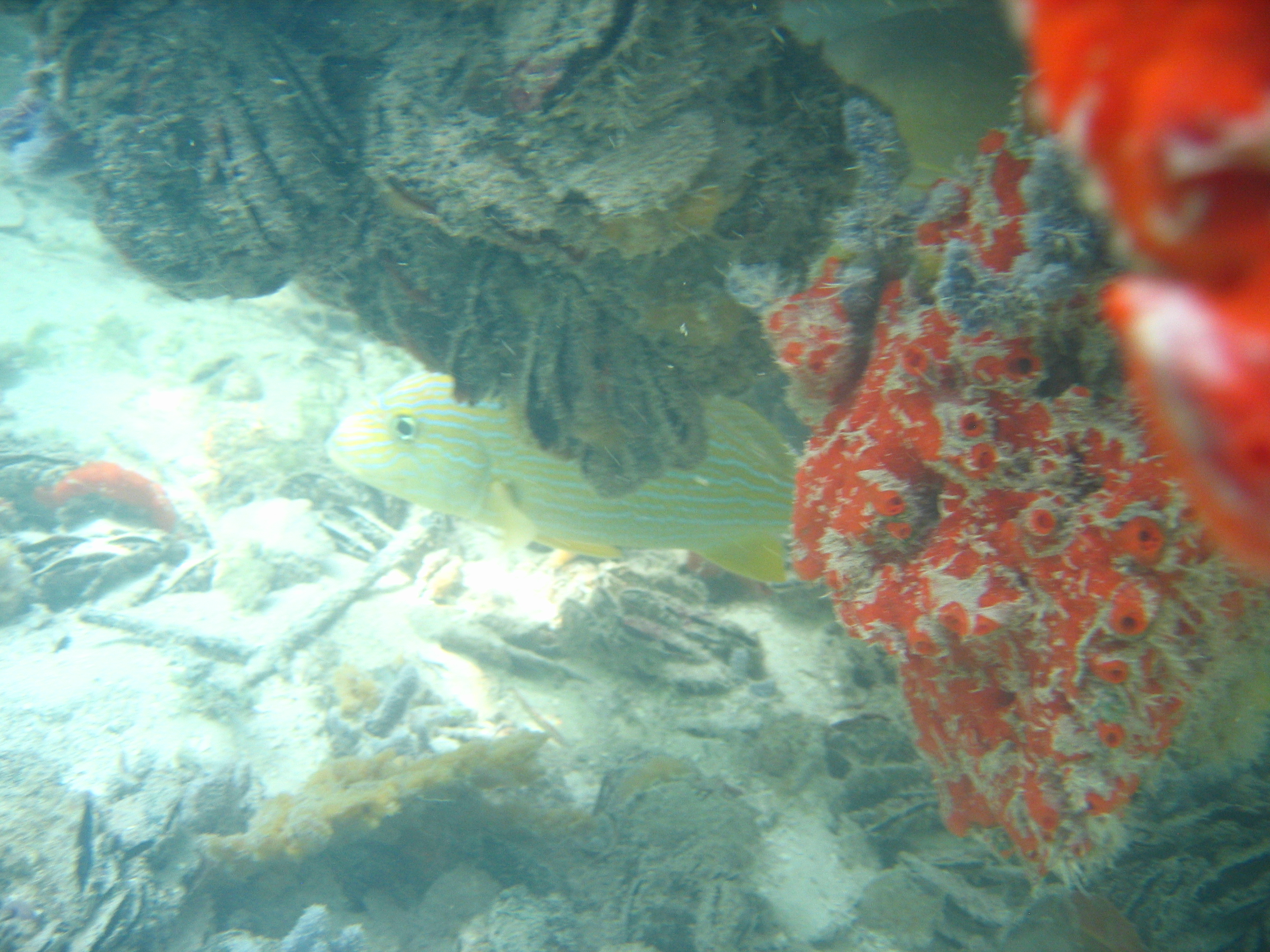 Mangrove tour 075 