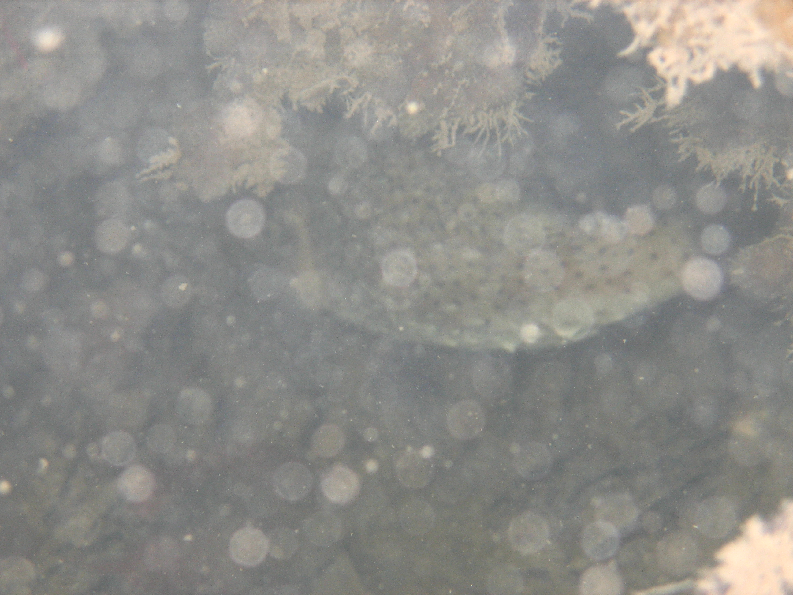 Mangrove tour 078 