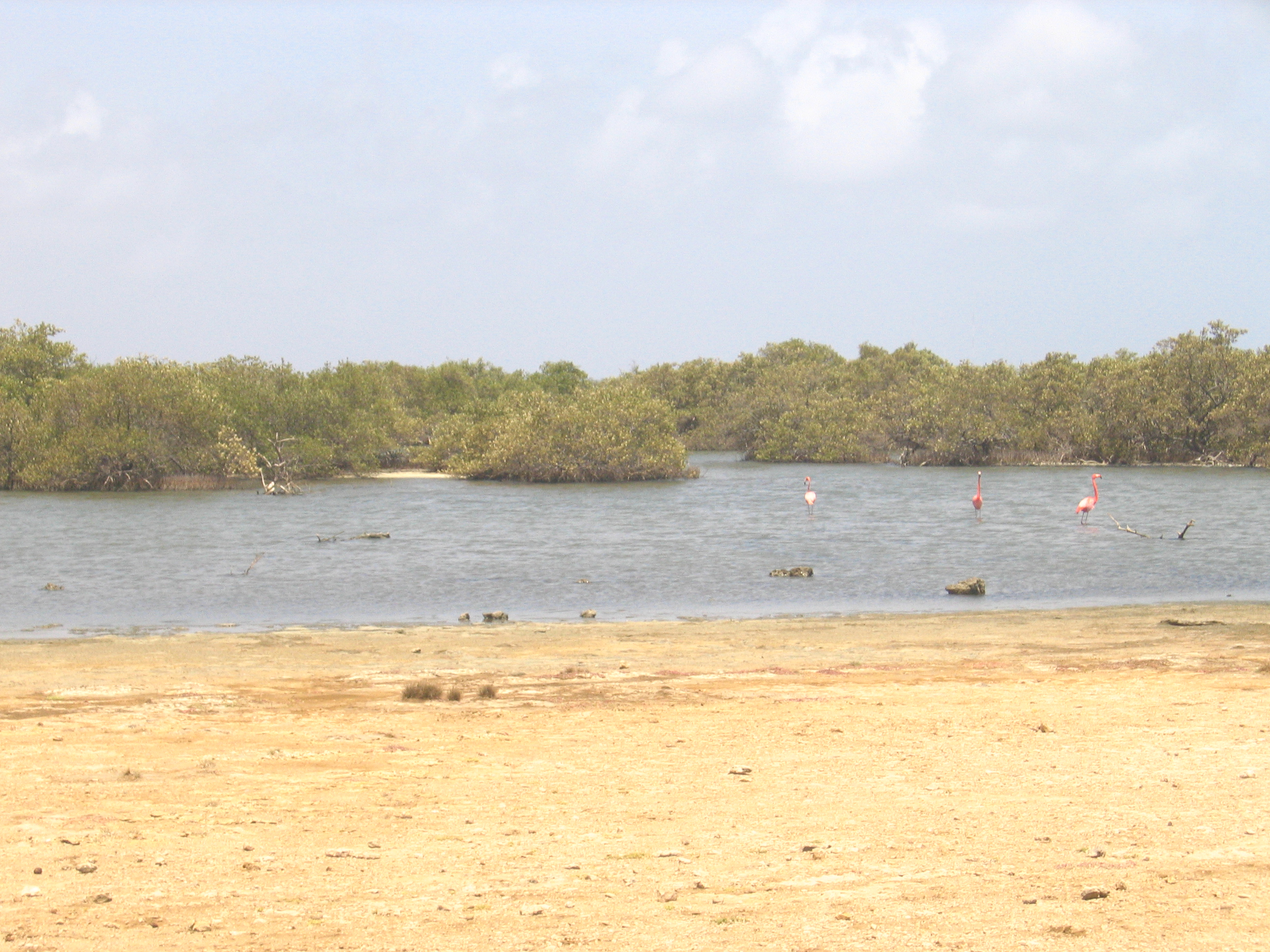 Mangrove tour 084 