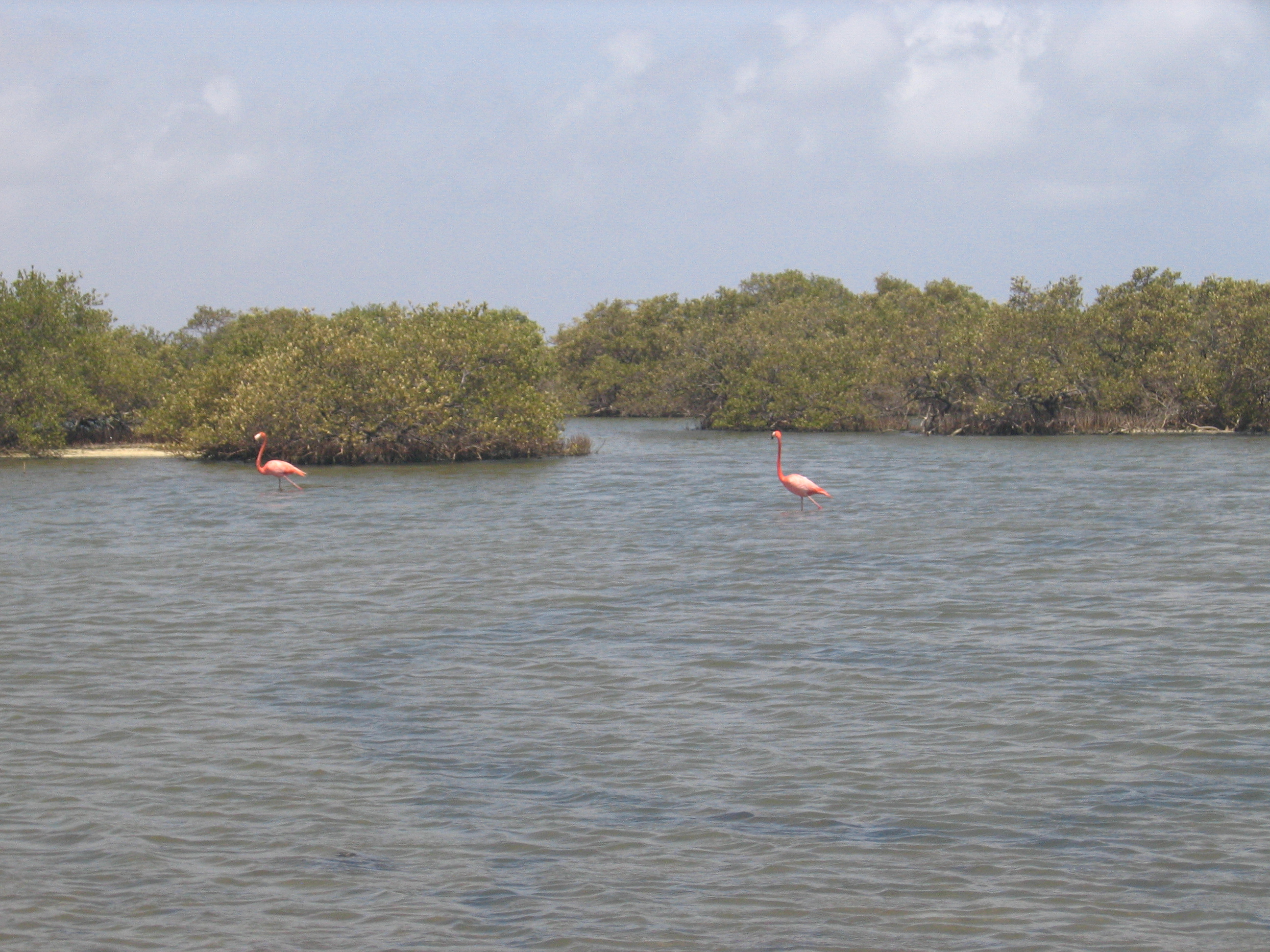 Mangrove tour 085 