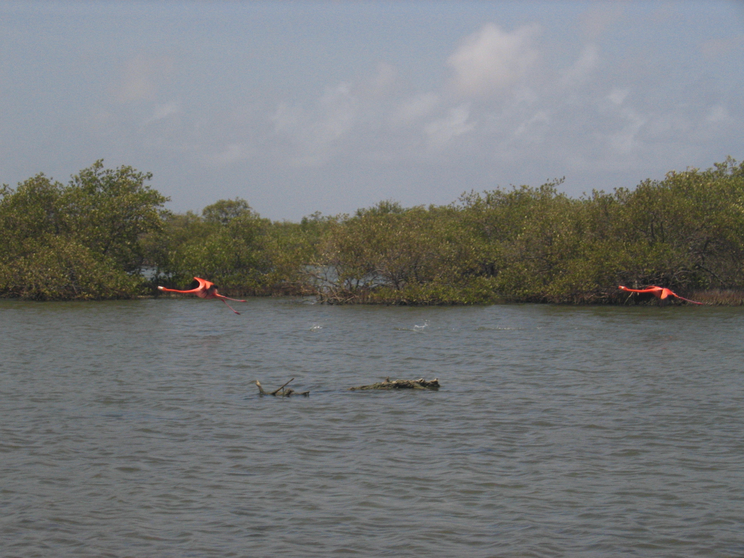 Mangrove tour 086 
