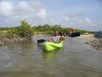 Mangrove tour 043 
