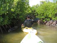 Mangrove tour 046 