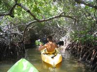 Mangrove tour 048