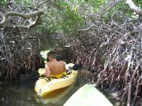 Mangrove tour 049