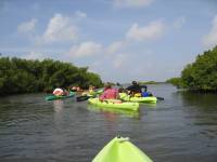 Mangrove tour 050 