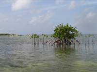 Mangrove tour 062 