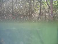 Mangrove tour 067 