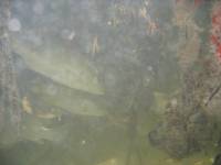 Mangrove tour 070