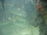 Mangrove tour 071