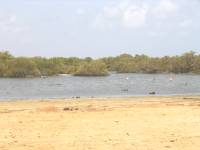 Mangrove tour 084 