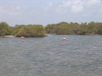 Mangrove tour 085 