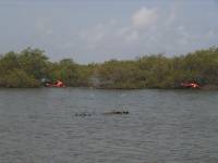 Mangrove tour 086 